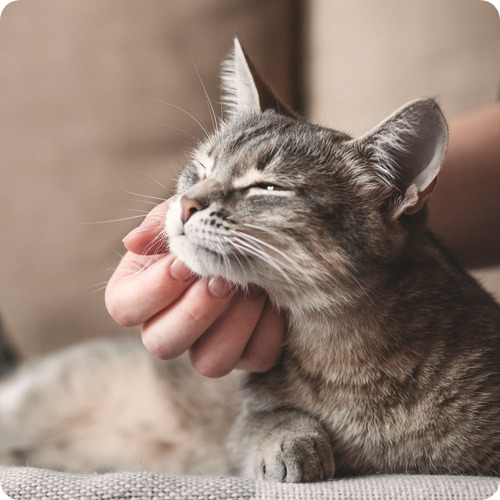 persona acariciando a gato adoptado