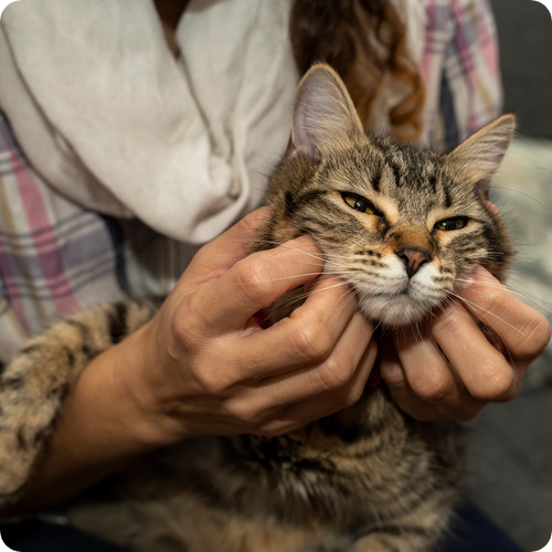 gato adoptado siendo acariciado por su mama